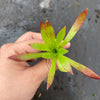 Aeonium 'Cornish Tribute' (1 x CUTTING)