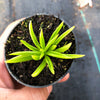 Senecio archeri