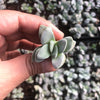 Crassula 'Morgan's Beauty'