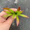 Aeonium 'Cornish Tribute' (1 x CUTTING)