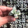Crassula 'Morgan's Beauty'