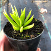 Senecio archeri
