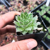 Sempervivum Bernstien (NO PUP)