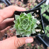 Sempervivum Bernstien (NO PUP)