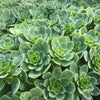 Aeonium aureum aka. Greenovia Aurea (SET OF 3 CUTTING)