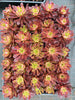Aeonium 'Mardi Gras'