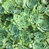 Aeonium aureum aka. Greenovia Aurea (SET OF 3 CUTTING)