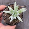 Dudleya Candida