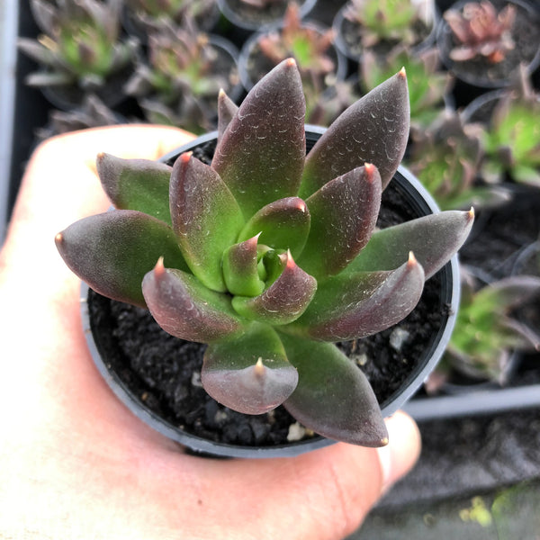 black knight succulent care Echeveria 'Black knight' – LET LOVE GROW (Succulent & Cactus)