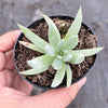 Dudleya Candida