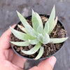 Dudleya Candida