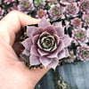 Sempervivum 'Pinkerine'