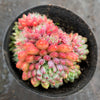 Echeveria setosa var. Rundelli