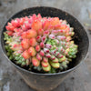 Echeveria setosa var. Rundelli