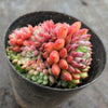 Echeveria setosa var. Rundelli