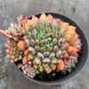 Echeveria setosa var. Rundelli