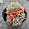 Echeveria setosa var. Rundelli