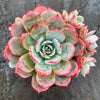 Echeveria Laulensis