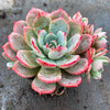 Echeveria Laulensis
