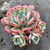 Echeveria Laulensis