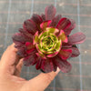 Aeonium 'Mardi Gras'
