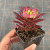Aeonium 'Mardi Gras'
