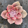 Graptopetalum 'Purple Delight'