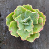 Echeveria 'Lady Aquarius'