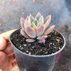 Echeveria peacockii x setosa var. secunda