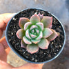 Echeveria peacockii x setosa var. secunda