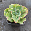 Echeveria 'Lady Aquarius'