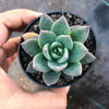 Echeveria peacockii x setosa var. secunda
