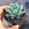 Echeveria peacockii x setosa var. secunda