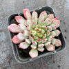 Echeveria setosa var. deminuta x NOVA