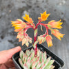 Echeveria setosa var. deminuta x NOVA
