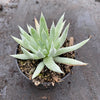 Dudleya Candida