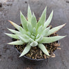 Dudleya Candida