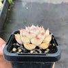 Echeveria 'Hercules'