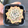 Echeveria 'Hercules'