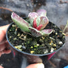 Adromischus cooperi