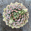 Echeveria setosa var. deminuta x lilacina