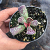 Adromischus cooperi