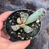 Adromischus cooperi