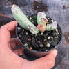 Adromischus cooperi