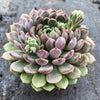 Echeveria setosa var. deminuta x lilacina