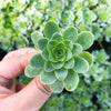Aeonium aureum aka. Greenovia Aurea (SET OF 3 CUTTING)