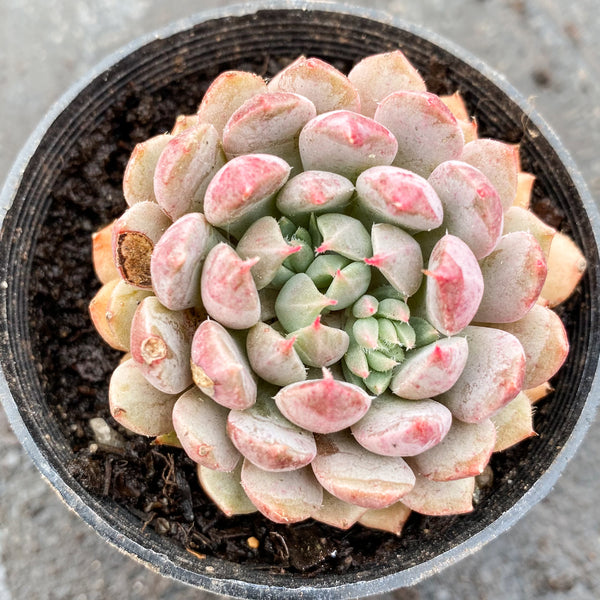 Echeveria setosa var. deminuta x lilacina – LET LOVE GROW