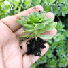 Aeonium aureum aka. Greenovia Aurea (SET OF 3 CUTTING)