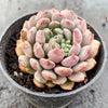 Echeveria setosa var. deminuta x lilacina