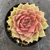 Echeveria 'Silver moon'